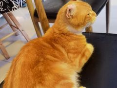 -平行世界·猫咖(首经贸店)