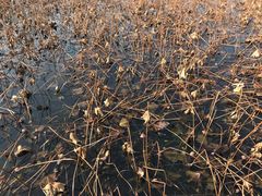 -重元寺香积厨素斋馆