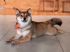 -柴务处·柴犬主题狗咖