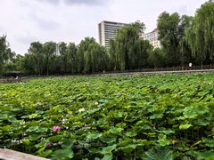 -迎泽公园