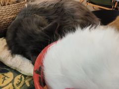 -平行世界·猫咖(首经贸店)