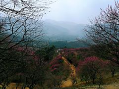 -新建村梅花