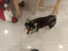 -柴犬小屋·柴餐厅·狗咖食堂(金鼎广场店)