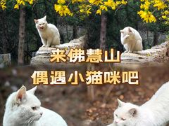-佛慧山