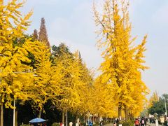 -四川大学(望江校区)