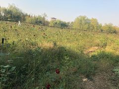 -杭州湾海上花田景区