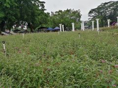 -松山湖梦幻百花洲