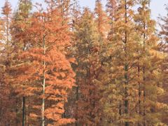 -白鹭湾湿地公园