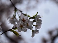 -武汉大学-樱园