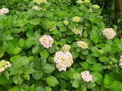 -西湖风景区-江洋畈生态公园