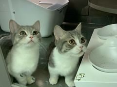 -猫大福·Fortune Cat猫舍(百子湾店)