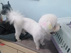 -宠福鑫康馨动物医院·骨科·眼科