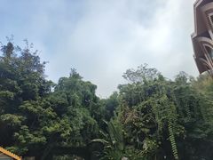 -西双版纳原始森林公园