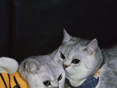 -佑安动物医院·全科·内窥镜中心(幸福巷店)