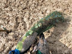 -祥源·阜阳生态乐园