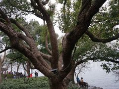 -西湖外事游船(花港观鱼码头)