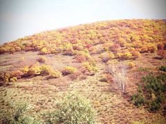 -塞罕坝国家级自然保护区