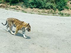 -大连森林动物园