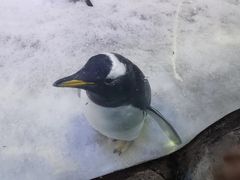 -芜湖新华联大白鲸海洋公园