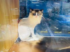 -FAELING PETS美天灵宠物(富力广场店)