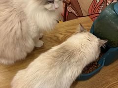 -Let's go狗咖·猫咖·奶狗·桌游(春熙路IFS店)