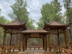 -金塔沙漠胡杨林景区