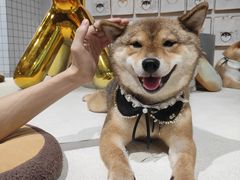 -柴务处·柴犬主题狗咖