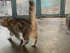 -喵屿·大理花园猫咖