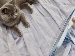 -东方名猫馆·英短金渐层布偶猫舍(环线广场1号楼店)