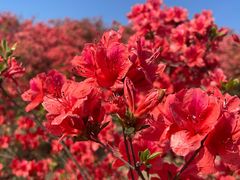 -瑞安圣井山景区