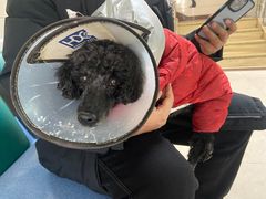 -康旭宠物医院(郑州总院)