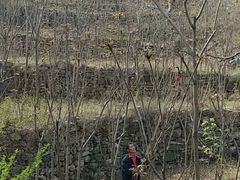 -北京上方山国家森林公园