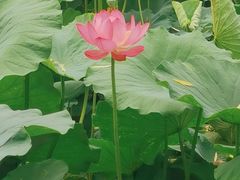 -莲花池公园
