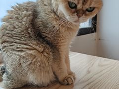 -有喵·猫咖·狗咖·30几只猫10只小狗(岗厦店)