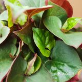 居家防疫期间，许多人厨艺见长