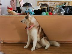 -Husky Go! 哈士奇体验馆·宠物咖啡厅狗咖