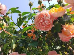 -人民公园(罗湖区)