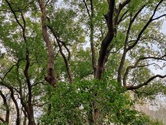 -徐家汇源景区-衡山公园