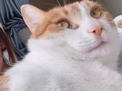 -伟伟宠物医院·CT影像中心·瑞派犬猫综合性门诊(汉口总院)