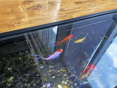 -红糖水都·女生特炖·中式滋补炖(北辰店)