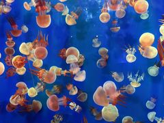 -成都浩海立方海洋公园