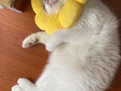 -灵美宠物诊所