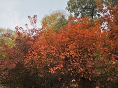 -北京鹫峰国家森林公园