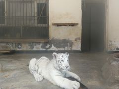 -新疆天山野生动物园