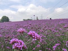 -紫颐香薰山谷景区