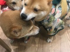-猫色咖啡·猫咖