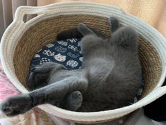 -美联众合动物医院(·中兽医·疑难杂症·严家桥分院)