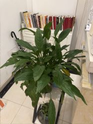 -香秀空间科技抗衰·美容中心