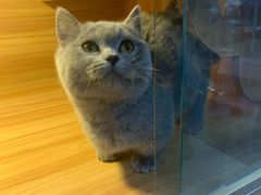 -喵百万·布偶·蓝金金渐层英短·猫舍(百子湾店)