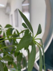 -德绣·机器野生眉发际线·美瞳线半永久